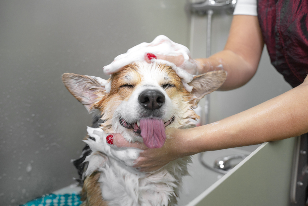 happy dog gets bath